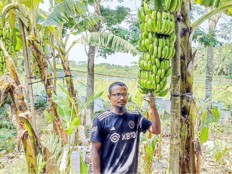 জি-৯ কলা চাষে সাফল্য